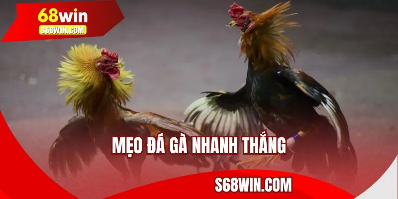 Mẹo đá gà thắng nhanh