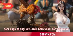 Cách chọn gà chọi hay